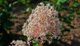 Ceanothus americanus